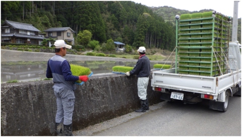 田植え