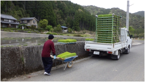 田植え