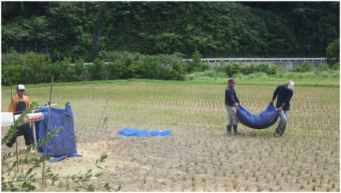 稲刈り・籾摺り