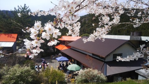 花見音楽会