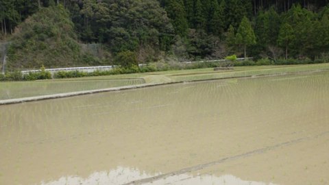 田植え