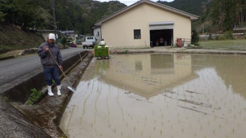 田植え