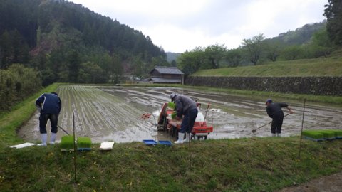 田植え