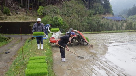 田植え