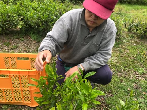 茶摘み