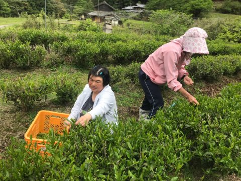 茶摘み