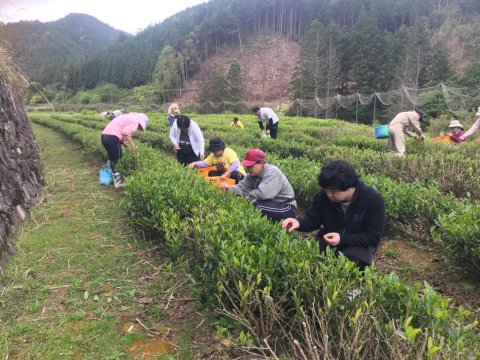 茶摘み