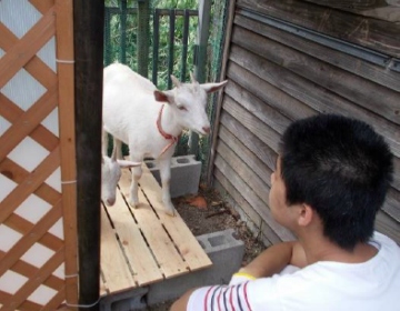 動物介在活動