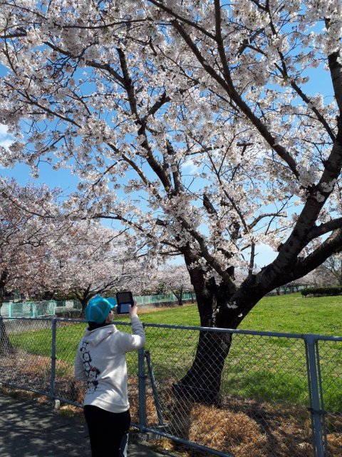 桜